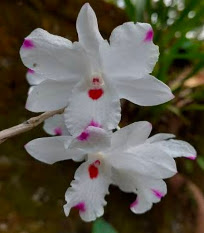 Dendrobium annae