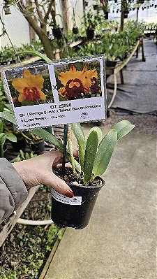 Cattleya (Rodrigo Suzuki x Taiwan Golden Peacock)