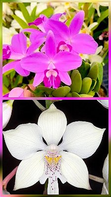 Laelia sincorana x Caulathorn bicornutum