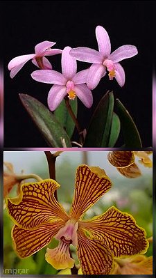 Laelia rupestris x Encyclia Fowliei