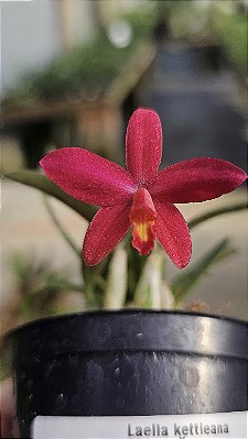 Laelia kettieana x Sophronitis pygmae