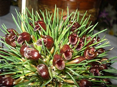 Maxillaria juergensii