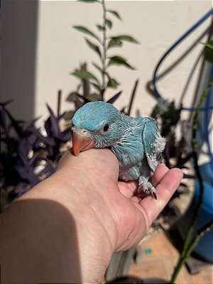 Ring Neck Azul