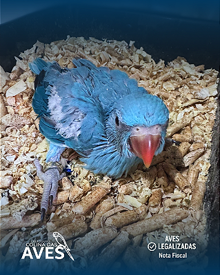 Ring Neck Azul