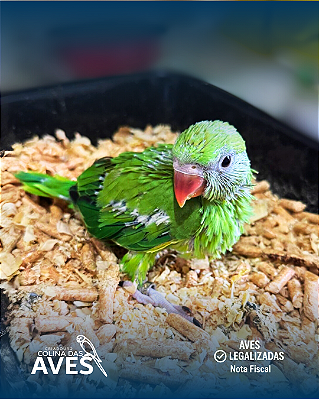 Ring Neck Verde
