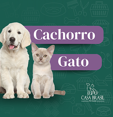 Cachorro e gato