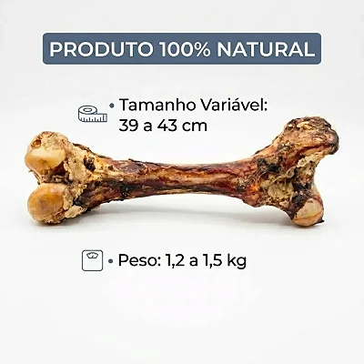 Femur Bovino