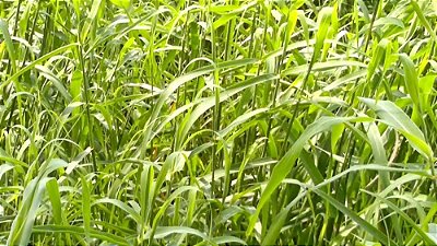 Sementes de Palmarosa (Cymbopogon martinii) 50 Unidades