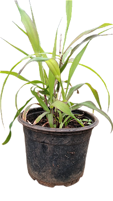 Muda rara de Palmarosa Cymbopogon martinii