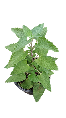 Muda Rara de Erva de Gato catnip (Nepeta cataria)