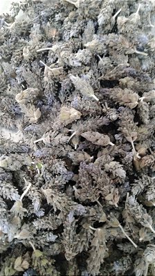 Flor de Lavanda Dentata desidratada 40 gramas