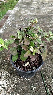 Muda Rara de Lippia Dulce