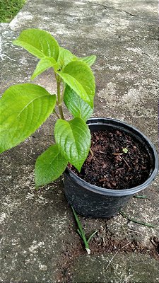 Muda Rara Quioio (ocimum gratissimum var macrophyllum)