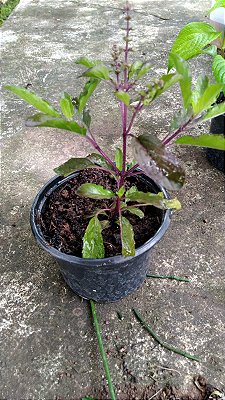 Muda Rara de Tulsi (ocimum tenuiflorum)