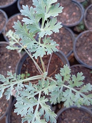 Muda Rara de Losna(Artemisia absinthium)