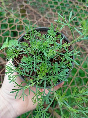 Artemisia camphorata