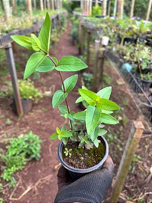 Muda Rara de Hortelã da Montanha (Pycnanthemum muticum)