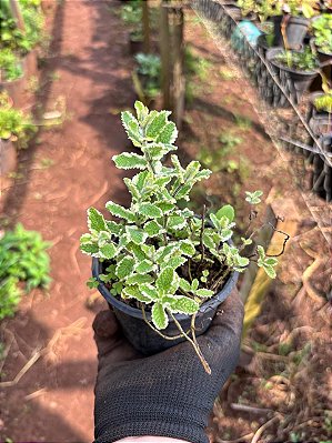 Muda Rara de hortelã variegata ( Mentha suaveolens 'Variegata')