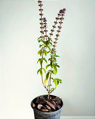 Muda de Manjerição (Ocimum basilicum)