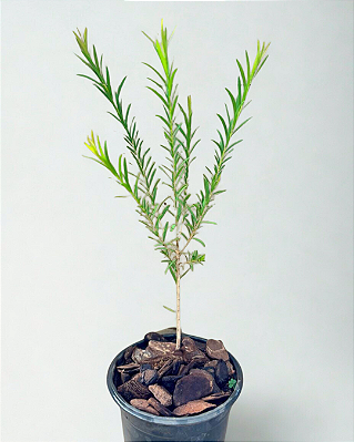 Muda de Melaleuca (Melaleuca alternifolia)