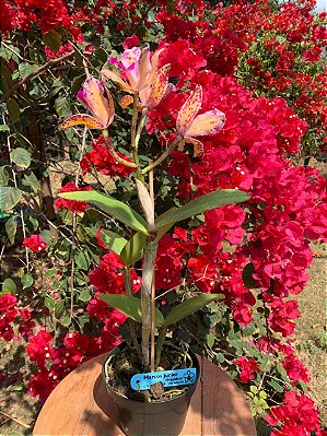 Cattleya amethystoglossa Áurea CONFIRMADA