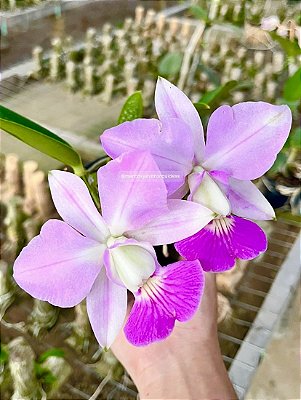 Cattleya walkeriana FANTASIA