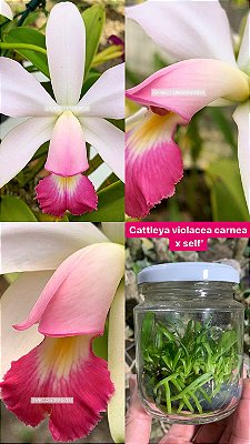 Frascos de Cattleya violácea CARNEA