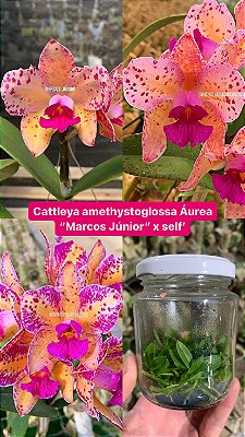 Frascos de Cattleya amethystoglossa Áurea "Marcos Júnior"