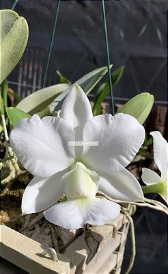 Cattleya walkeriana ALBA "Do Ovídio"