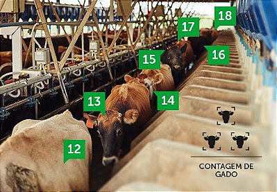 🐂🐄🐃 CÂMERA CONTAGEM DE GADO 🎦