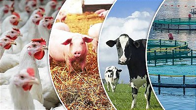 💰🐝MERCADOS🐎🐂🐄🐖🐐🐑🐇🦚🦃🪿🦆🐓🐣🐟🦐