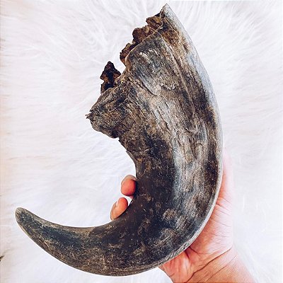 Chifre de búfalo - G