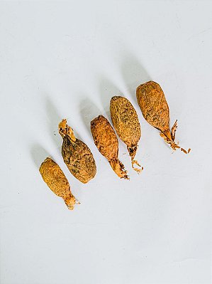 fava de Ataré