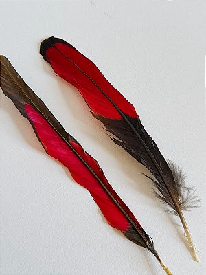 Pena De Aluko Aloko Iye Aluko - Umbanda Candomblé Ifa