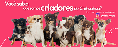 Chihulovers