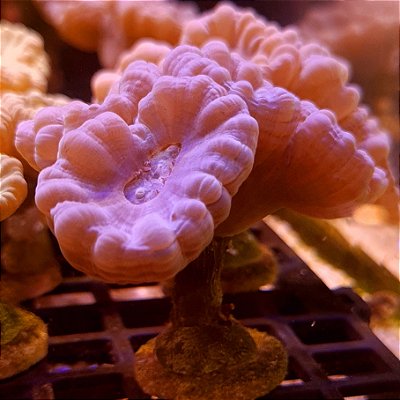 Corais, Coral, Aquário Marinho, Reef, Aquarismo, Peixes, Aquarista