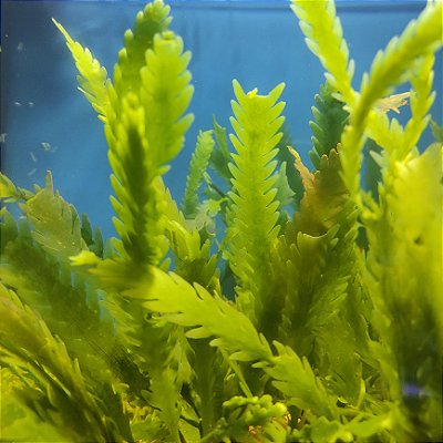 Caulerpa Denticulata - Rama com 10 folhas