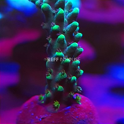 Corais, Coral, Aquário Marinho, Reef, Aquarismo, Peixes, Aquarista