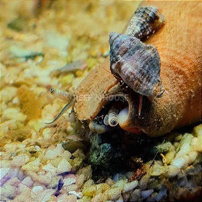 Orange Snail - Limpador de Substrato