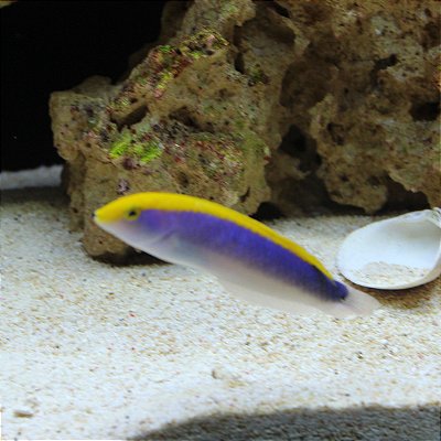 Wrasse Cianocefalus