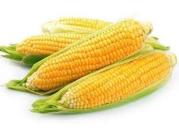 Milho Verde orgânico (dúzia )