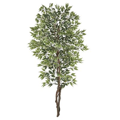 ARVORE FICUS VERDE CREME 2,10M 11304