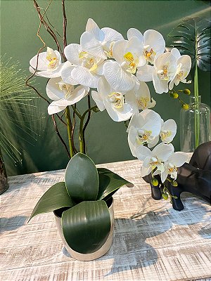 Arranjo com duas orquídeas elegantes