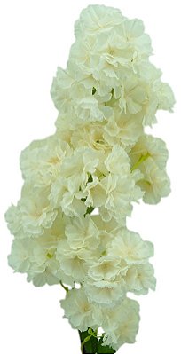 GALHO CEREJEIRA CREME 100CM 129750