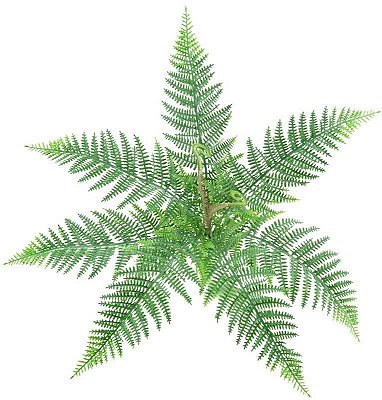 SAMAMBAIA RENDA PORTUGUESA X 9  40 CM 129909