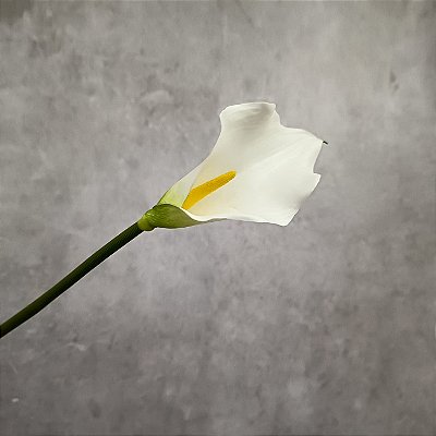 HASTE COPO LEITE  63CM 130085