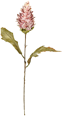 KIT C3 HASTES DE PROTEA DESIDRATADA 60CM ROSA CLARO