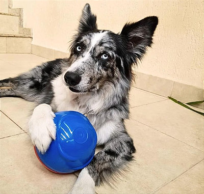 Comedouro M Redondog Tamanho - Pet Games