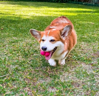 Bola Maciça Átomo 6 em 1 Pink para Cães M - Pet Games