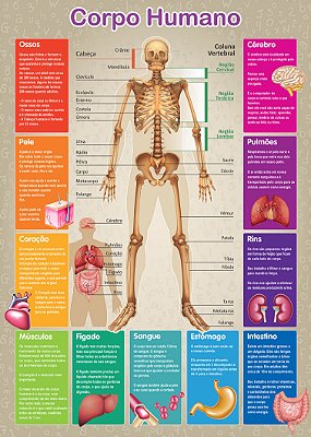 Banner O Corpo Humano | Material Pedagógico Escolar